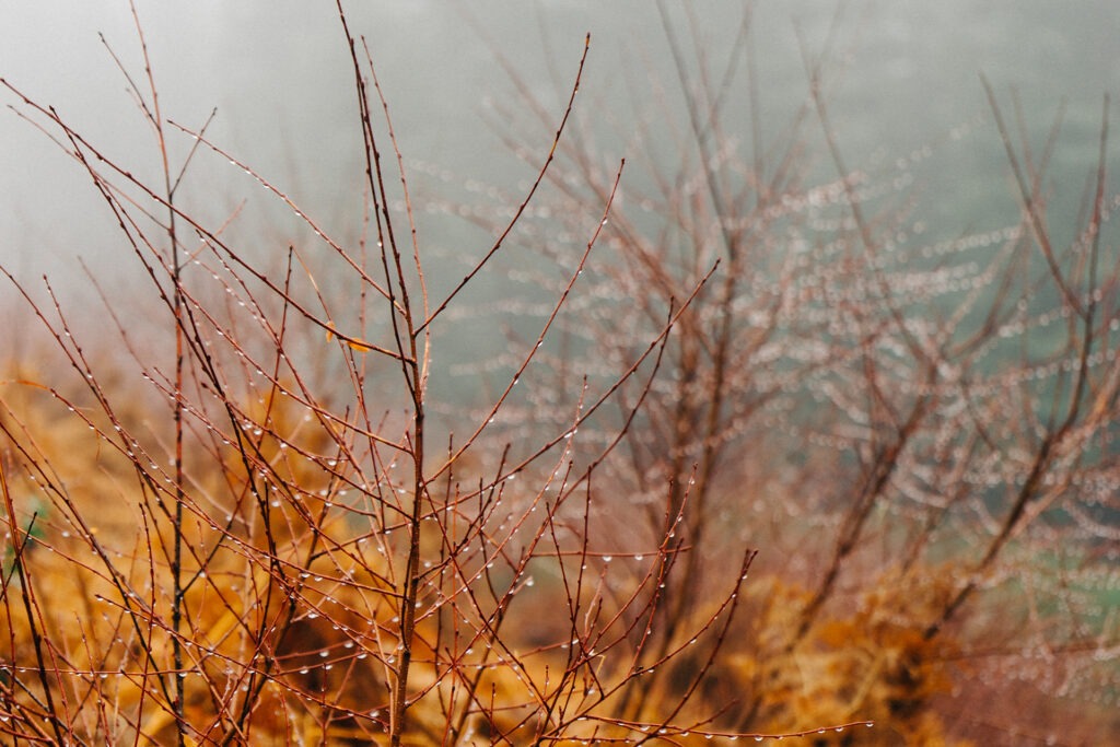 Branches with dew